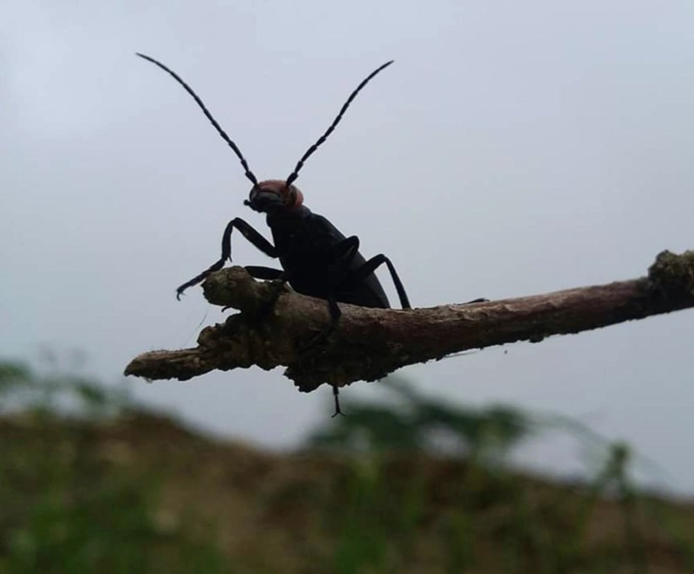 Insects