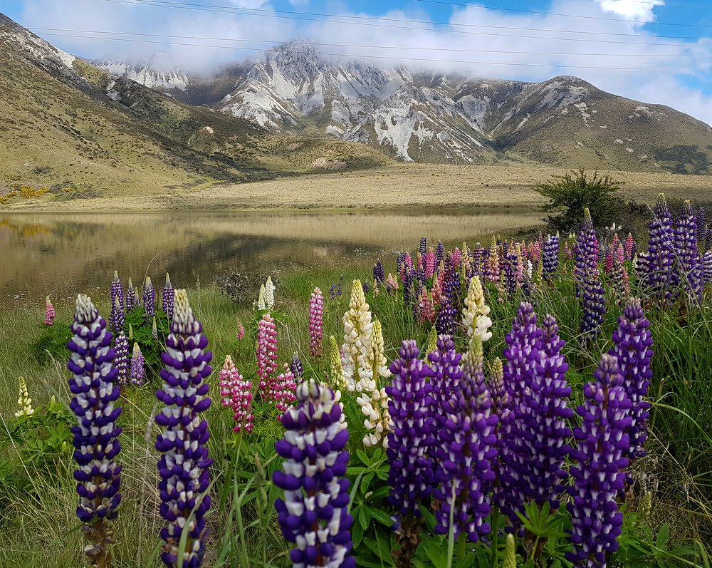 Lupins over the lake