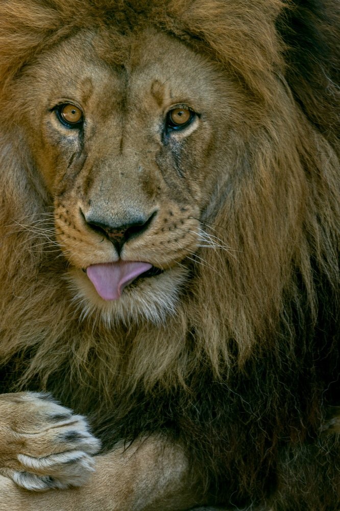 Photograph by Giulia Angelica Vicenzino