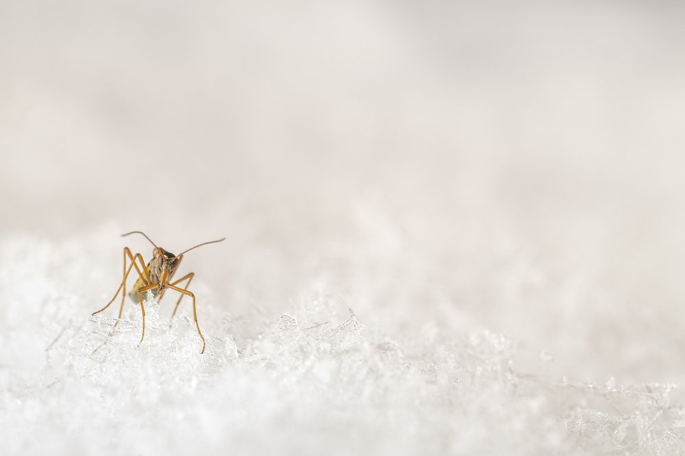 Snow scorpionfly on the snow