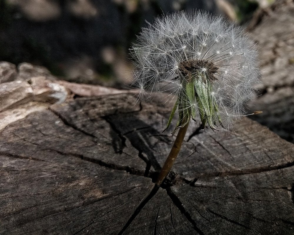 Photograph by Светлана Безъязычная