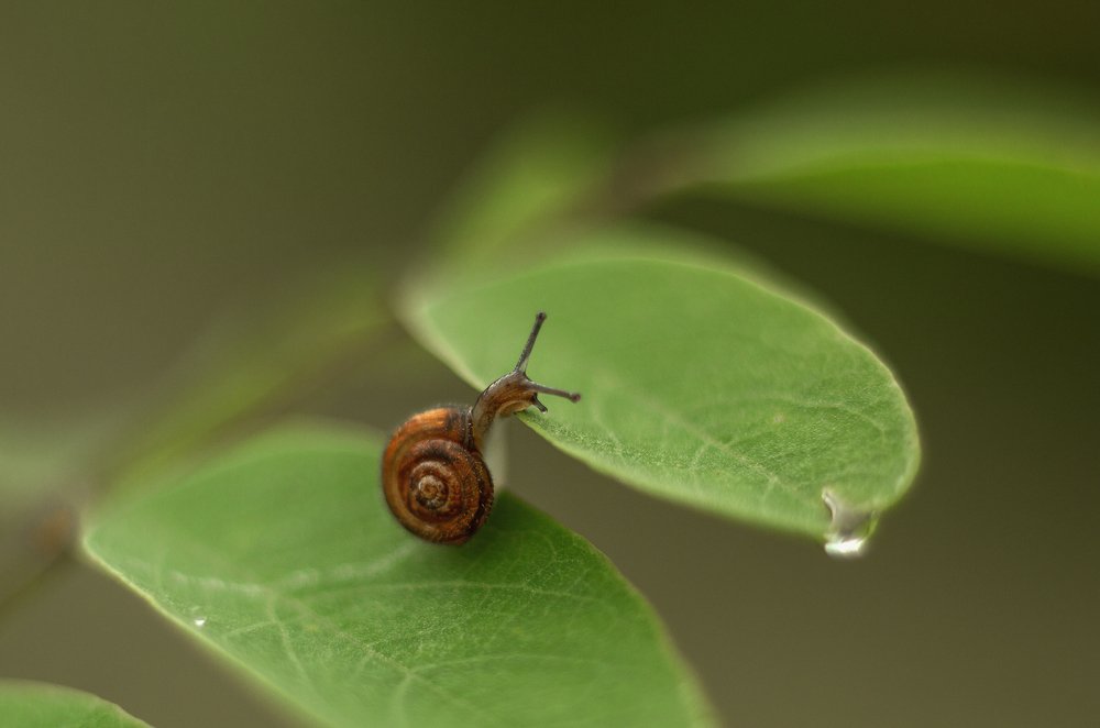 Только вперед