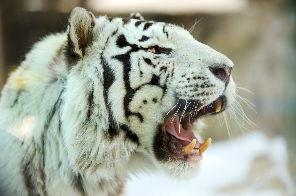 Photograph by Антон Наталин