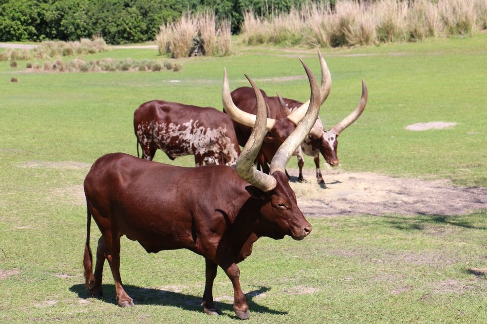 Photograph by Маргарита Венсил.