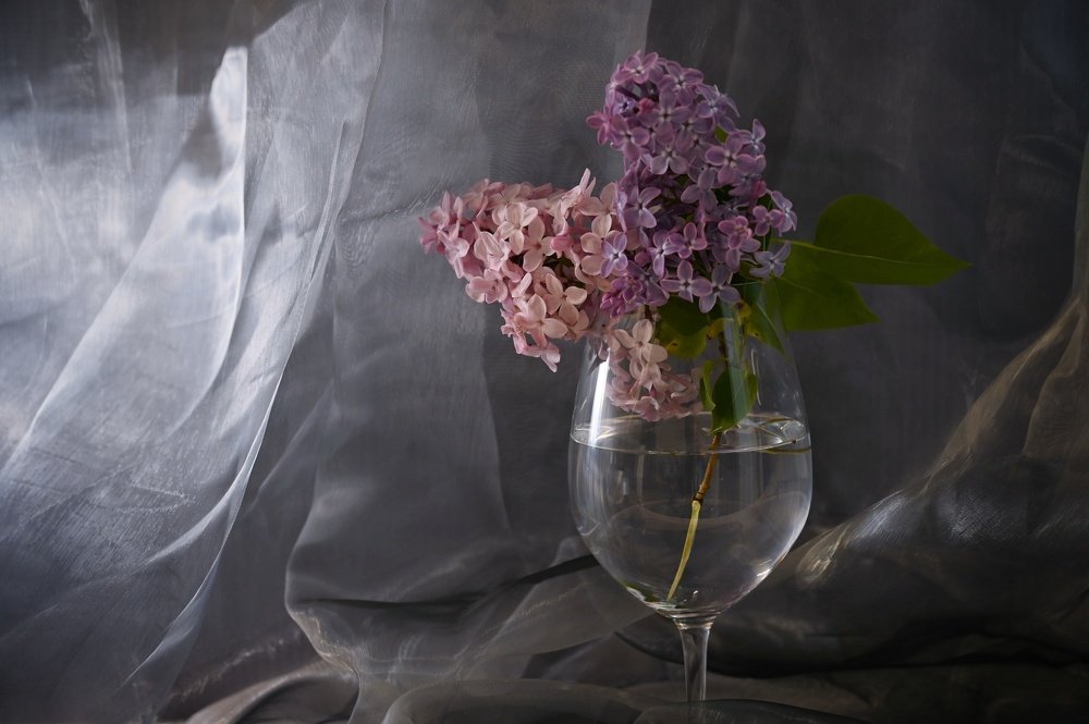 Photograph by Ija Reiman