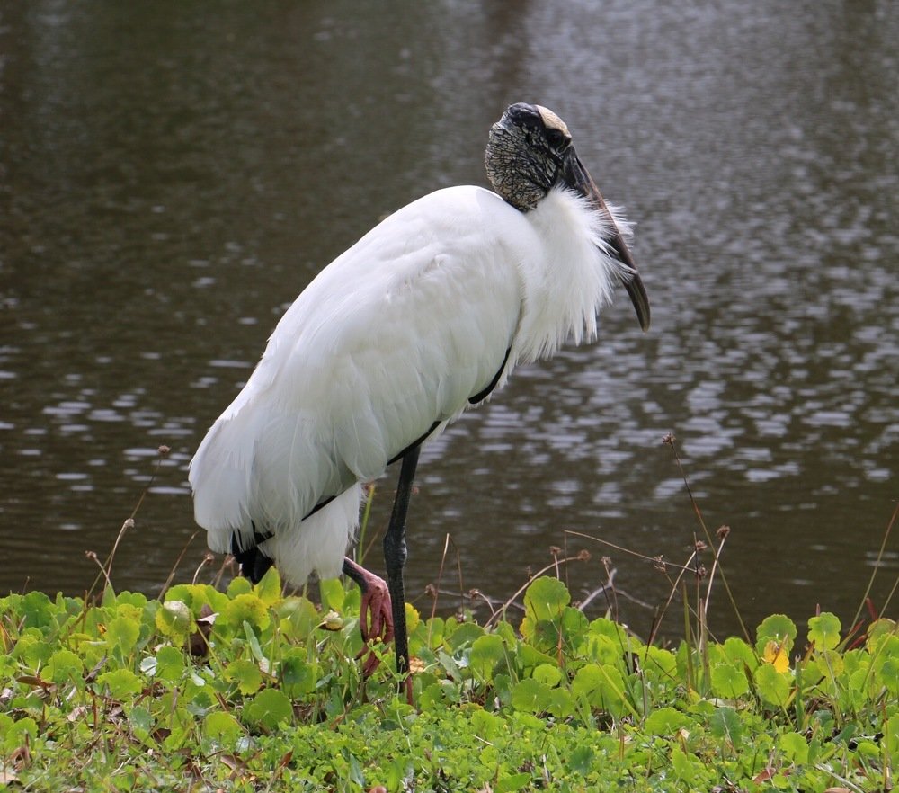 Photograph by Маргарита Венсил.