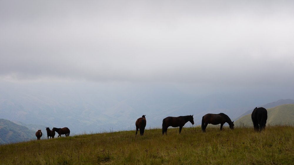 Horses are not afraid of heights.