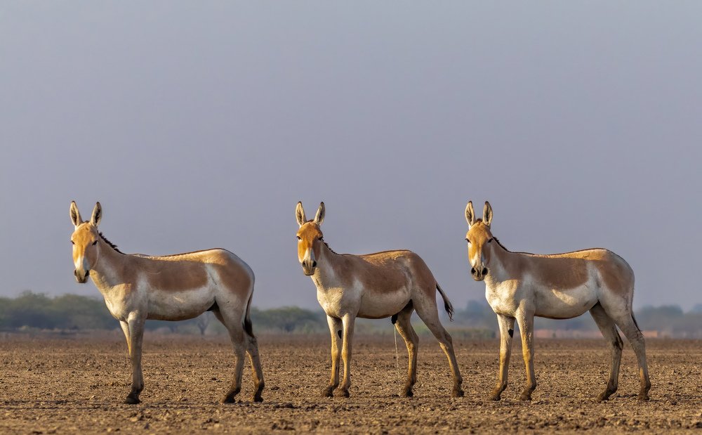 Photograph by Dipanjan Nath