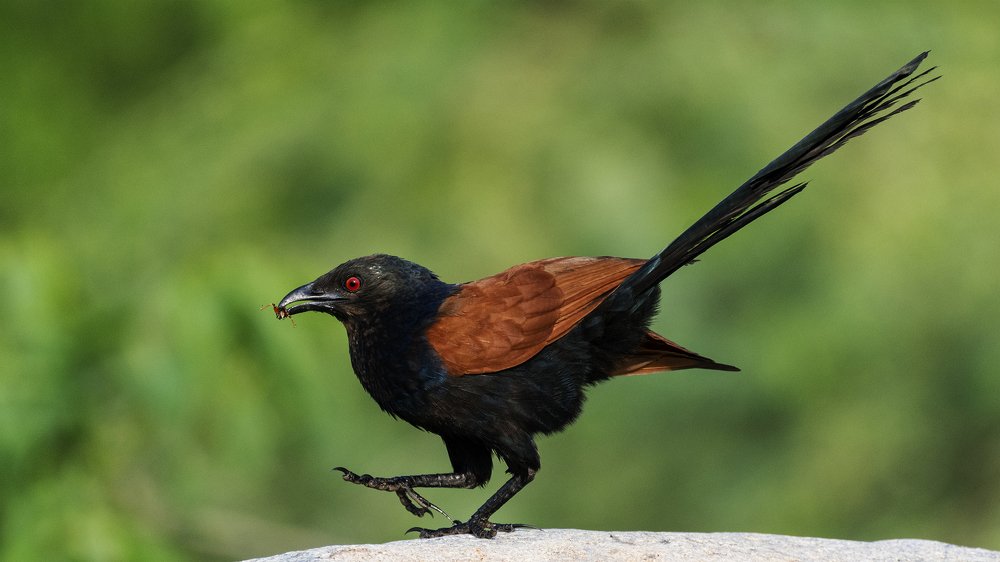 Фотография автора Gokul Addanki