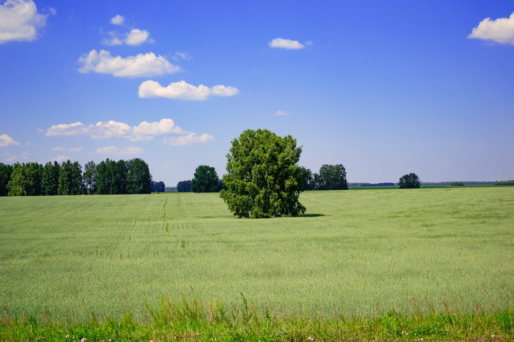 пшеничное поле