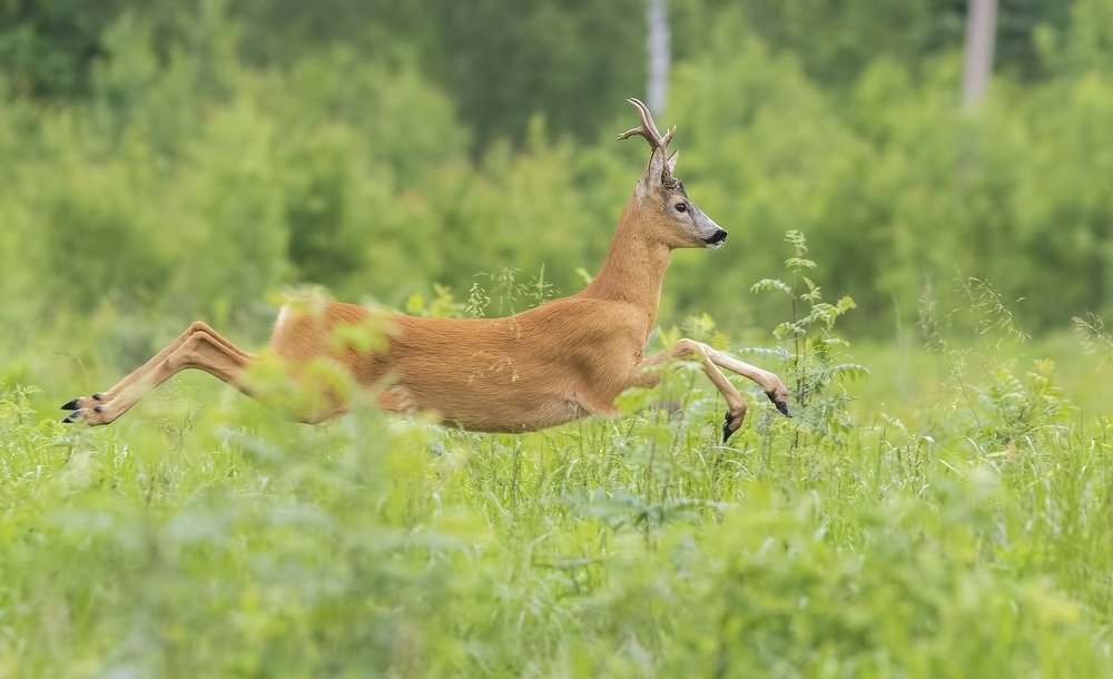 Внезапная встреча