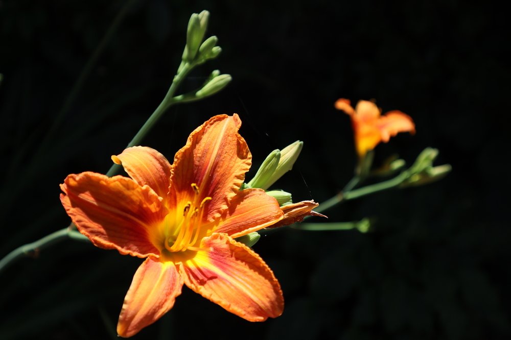 Photograph by Осипова Карина Александровна