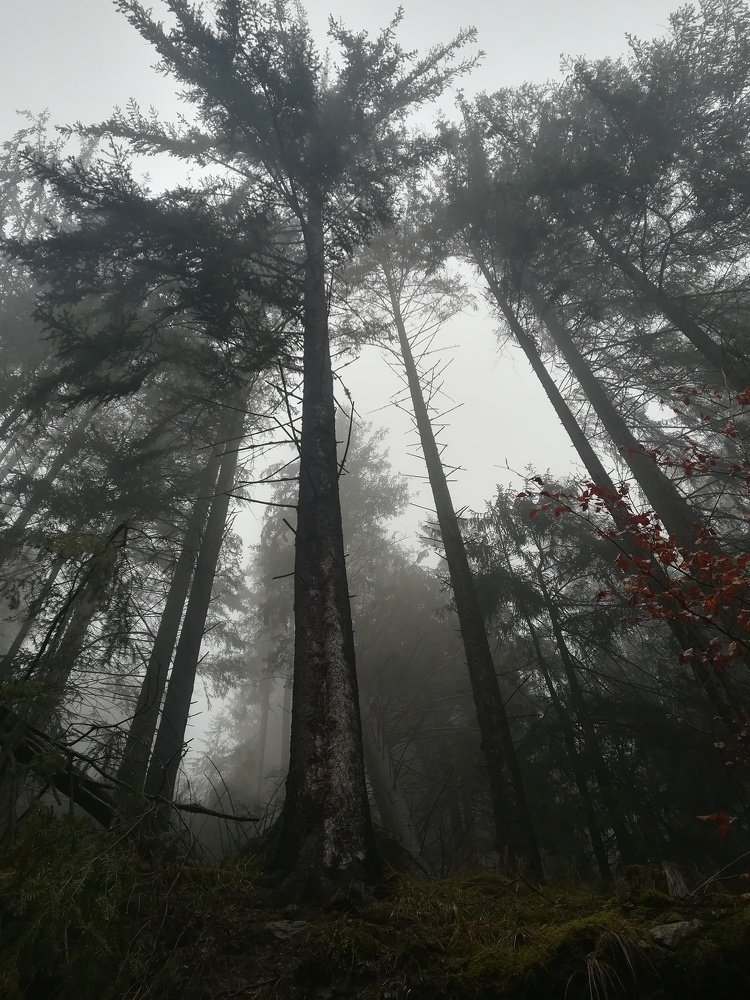Photo #4794343