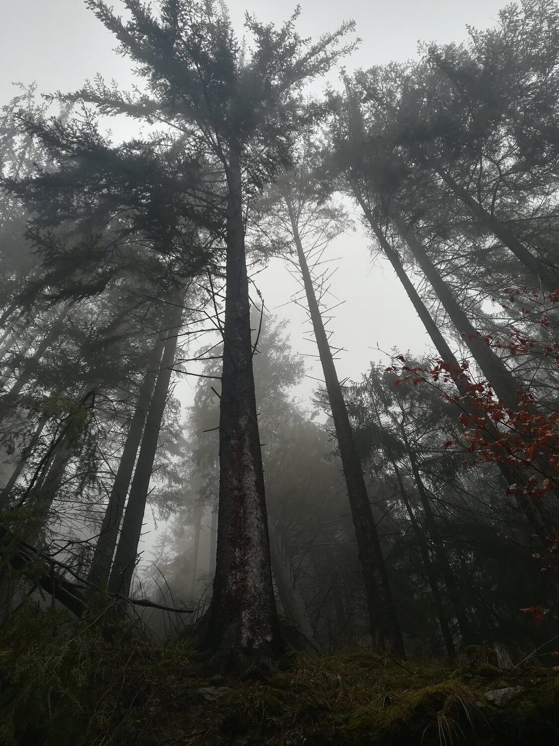Photo #4794343