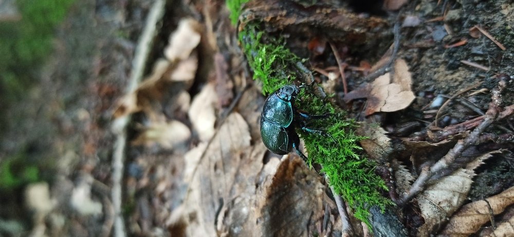 Green bug