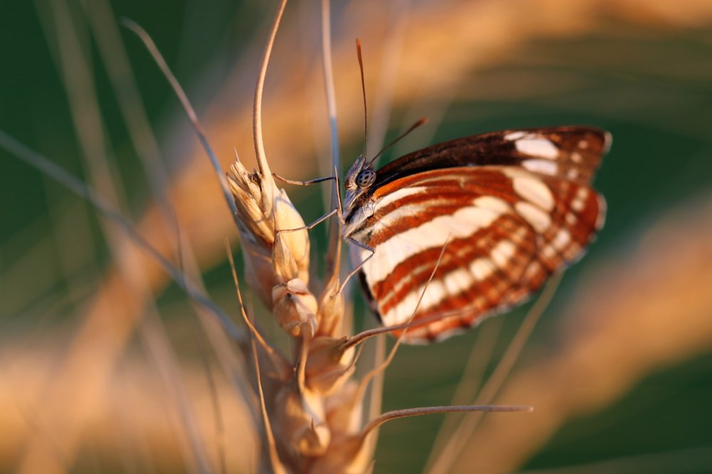 Photograph by Анна