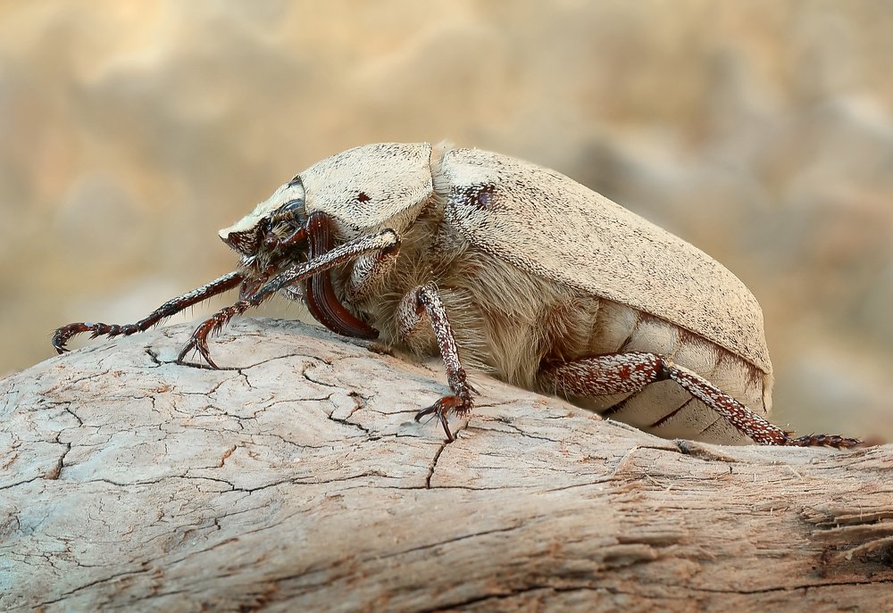 Photograph by Михаил Колтухов