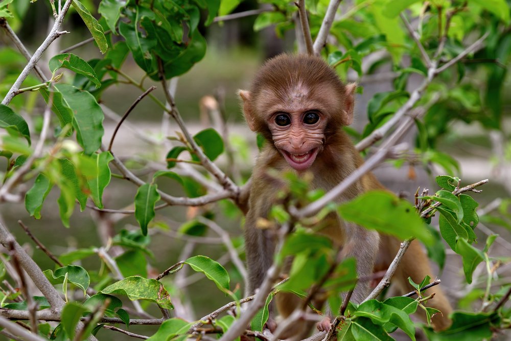 Funny monkey