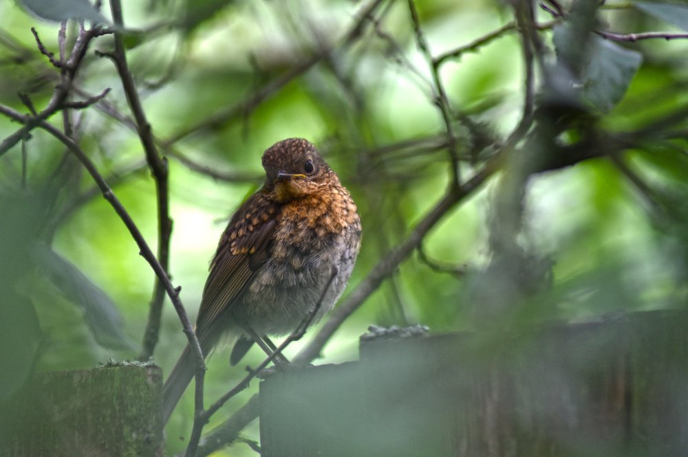 Фотография автора Коротков Алексей