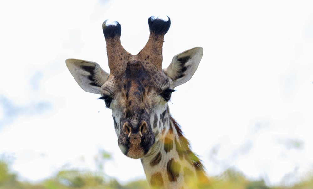 Photograph by Samuel kivevo