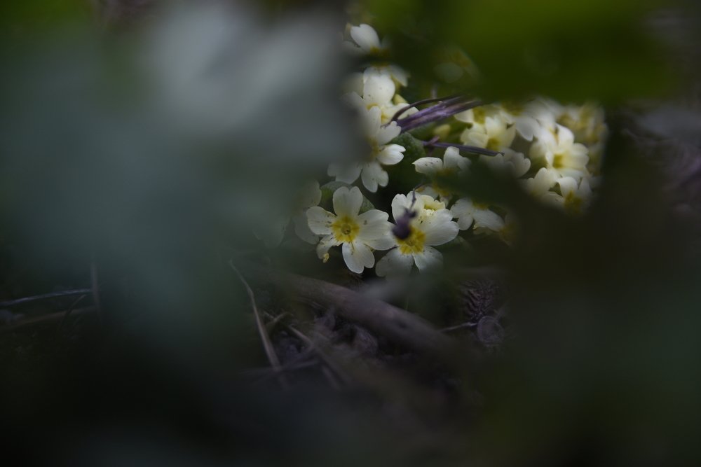 Photograph by Plesa Ioan Dan