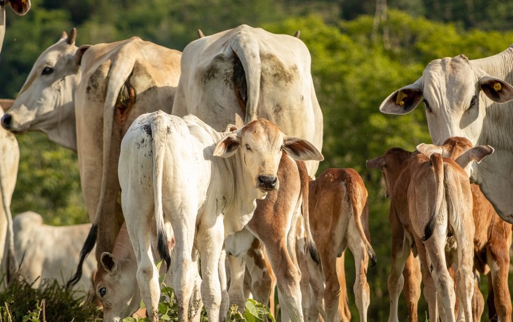 Photograph by Everson Carvalho