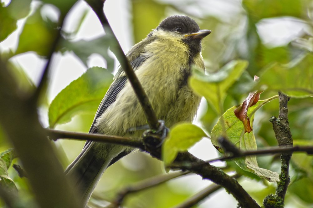 Фотография автора Коротков Алексей