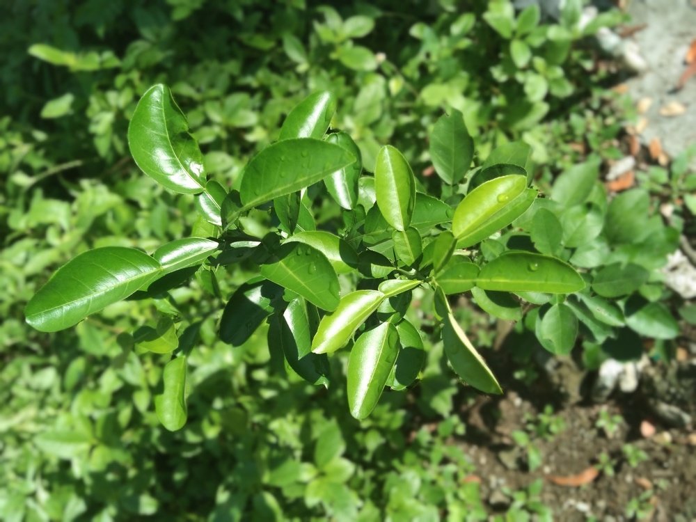 GRAPEFRUIT PLANT