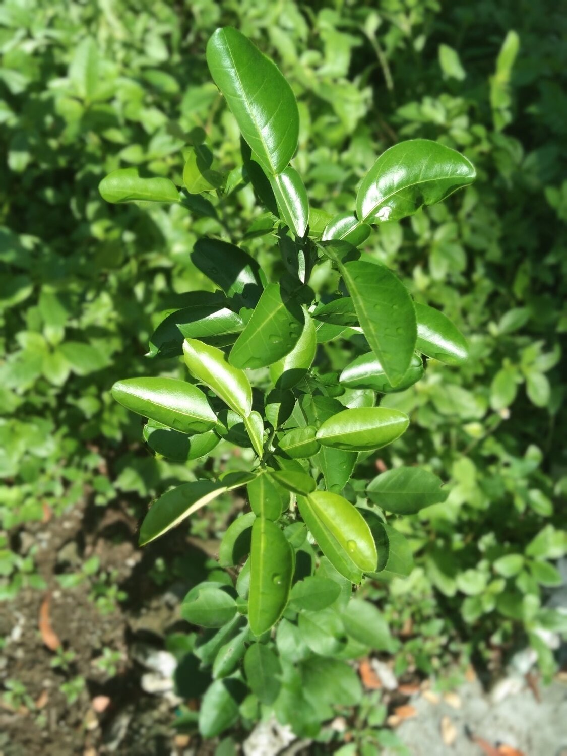 GRAPEFRUIT PLANT