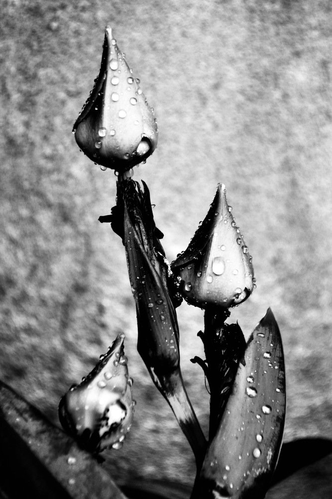 Photograph by Bruca Manigua