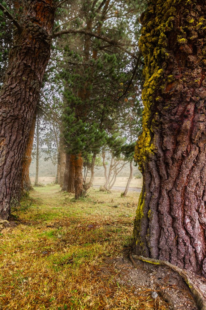 Photograph by Marco Vinicio Garzón Maya