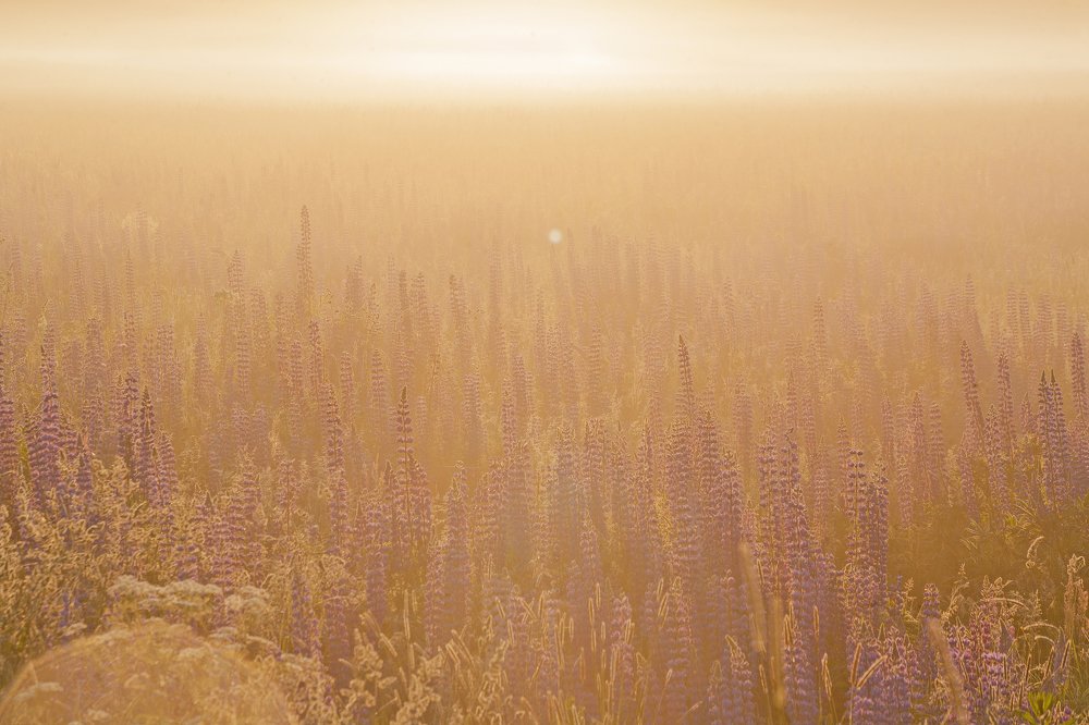 Смоленский прованс