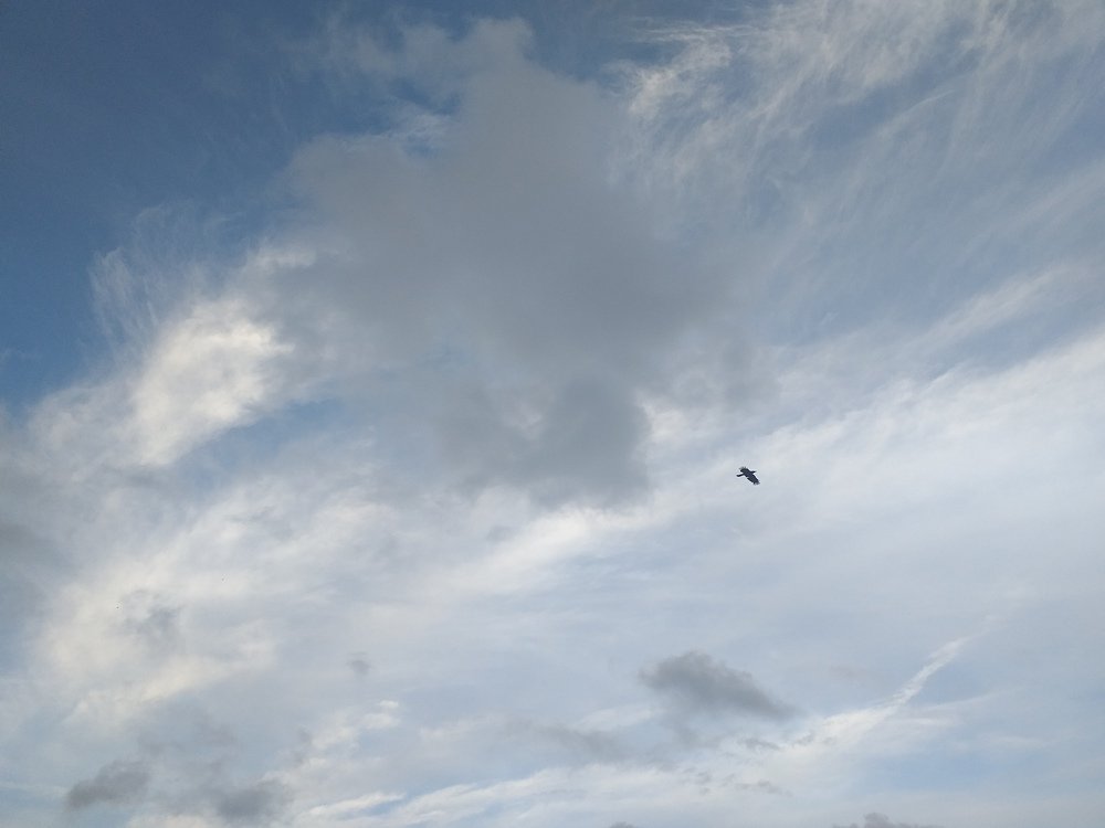 Photo #4795527