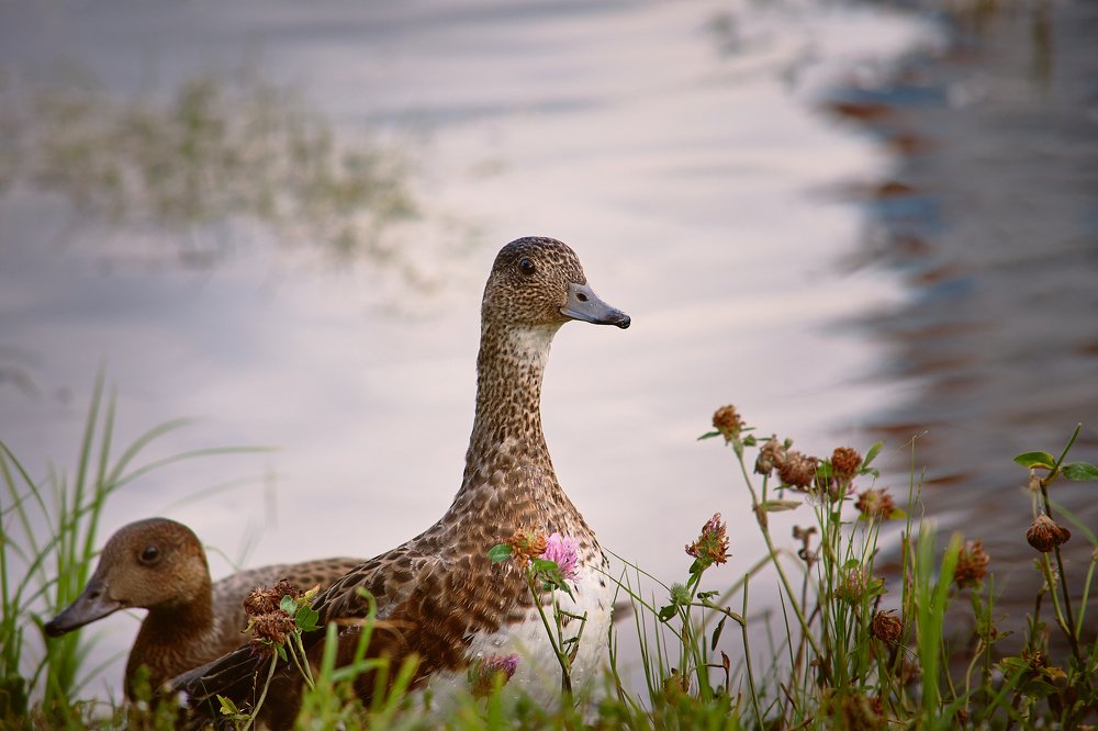 Photograph by Сергей Лисов