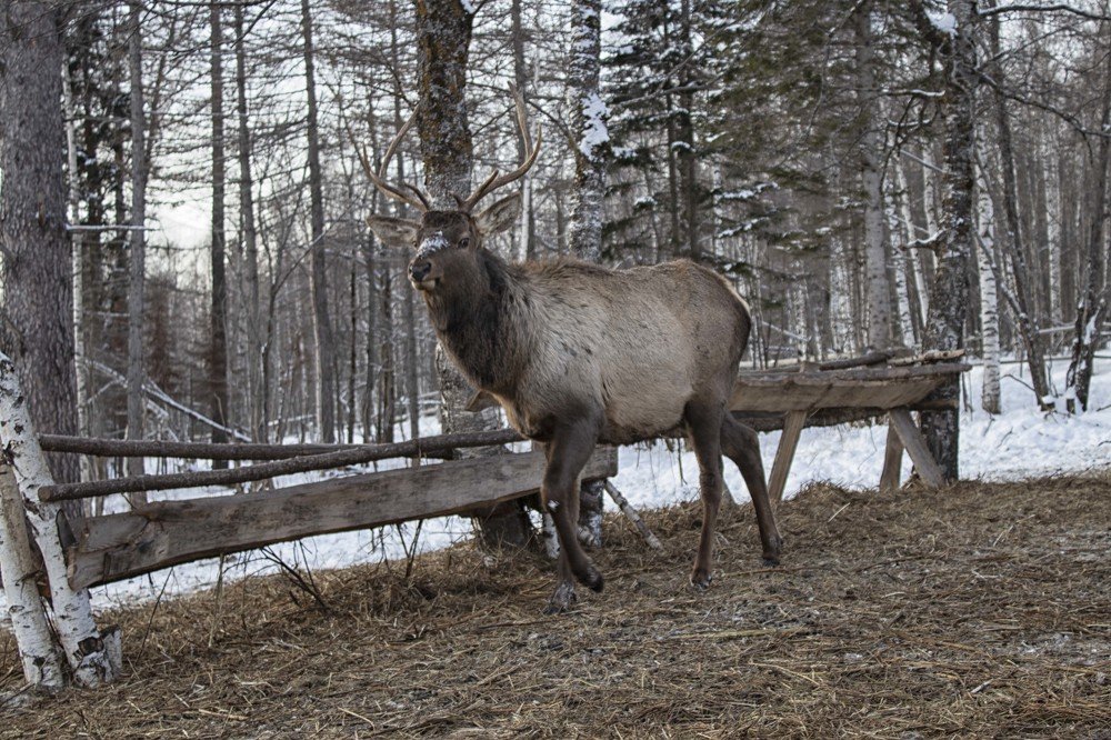 Фотография автора Веста Ягужинская