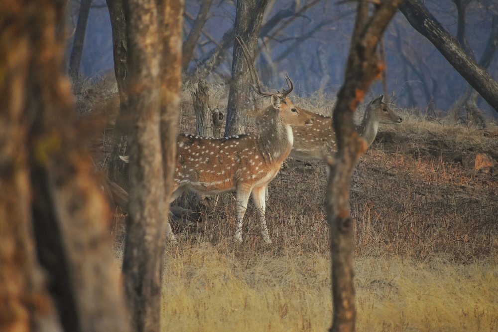 Beauty of Spotted Deer
