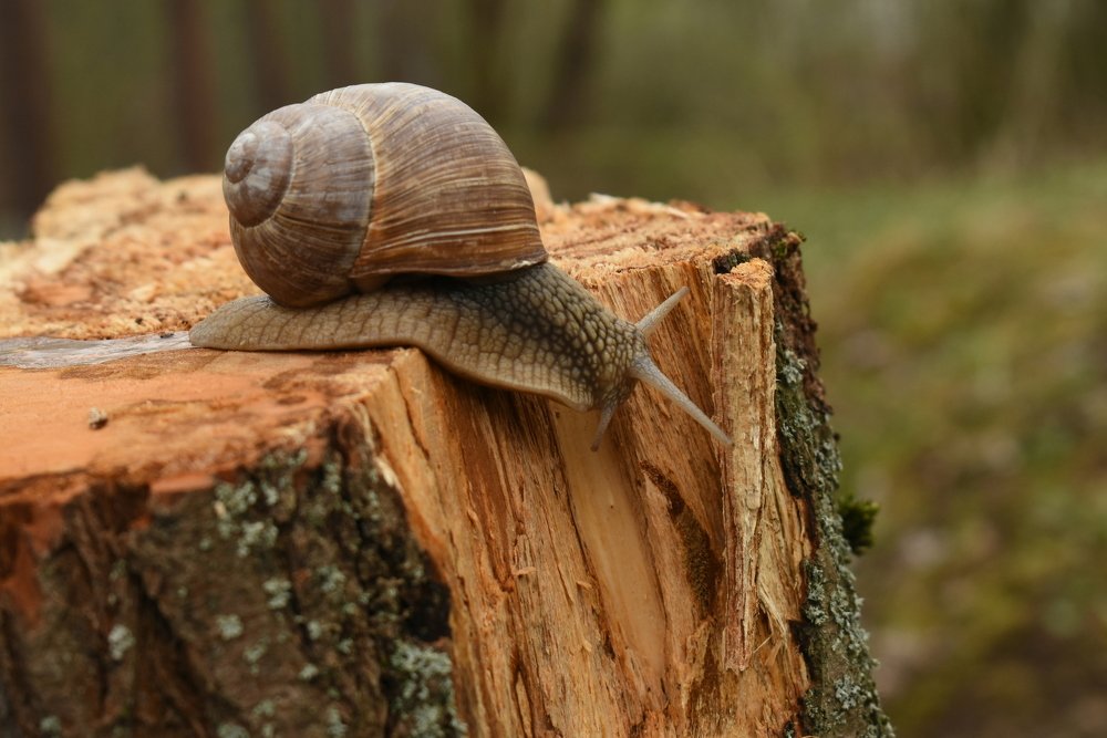 улитка на склоне