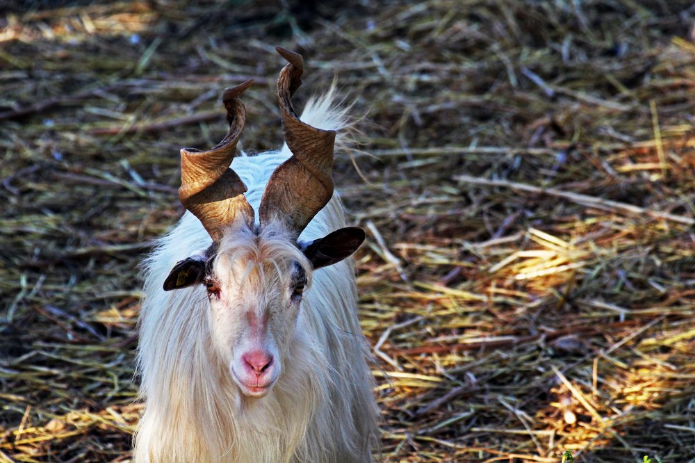 Photograph by Mirko Valenti