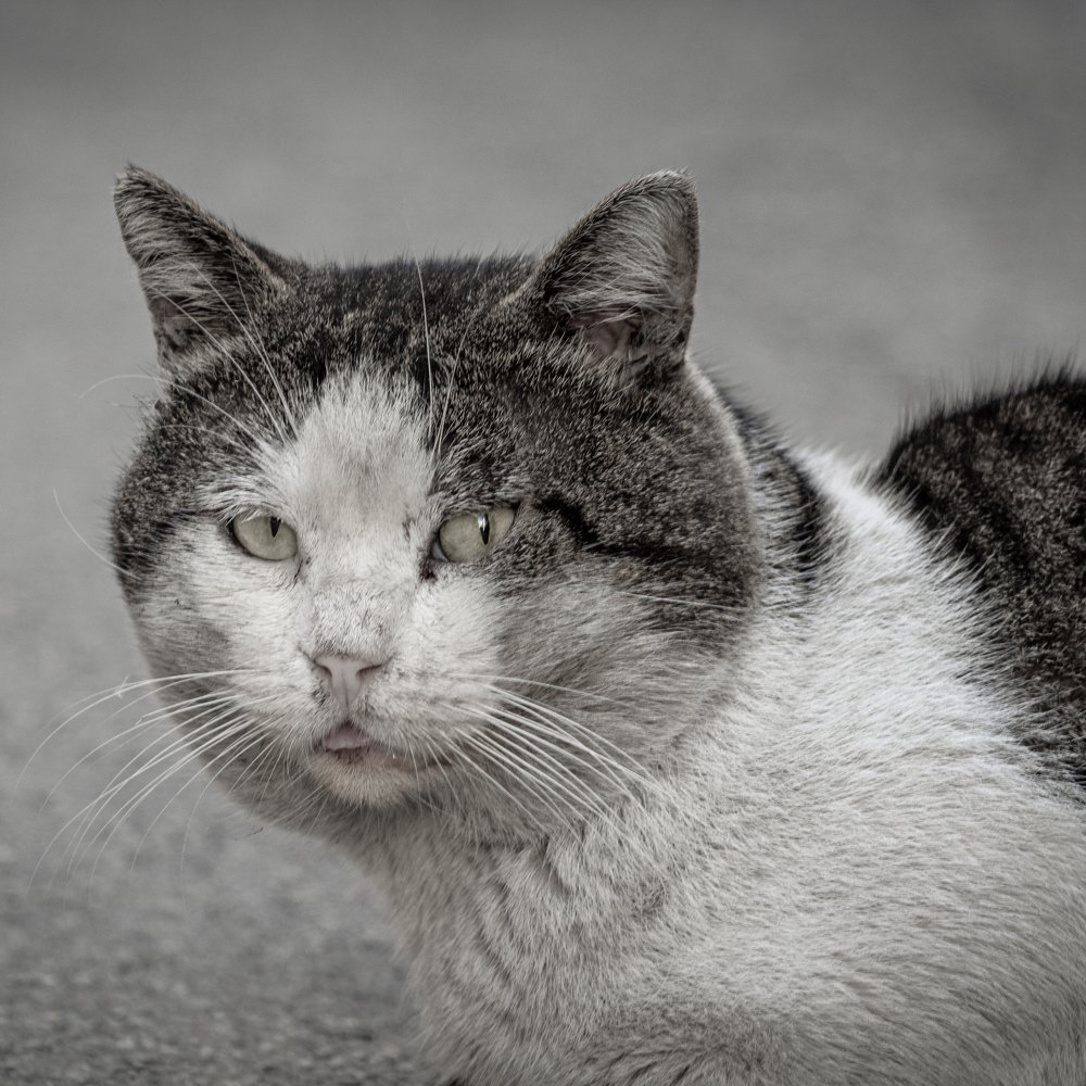 Photograph by Mirko Valenti