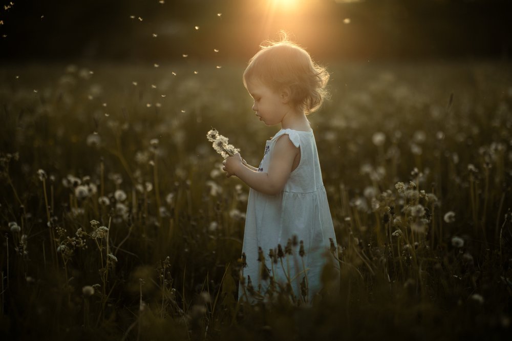 Magic sunset in a field with dandelions