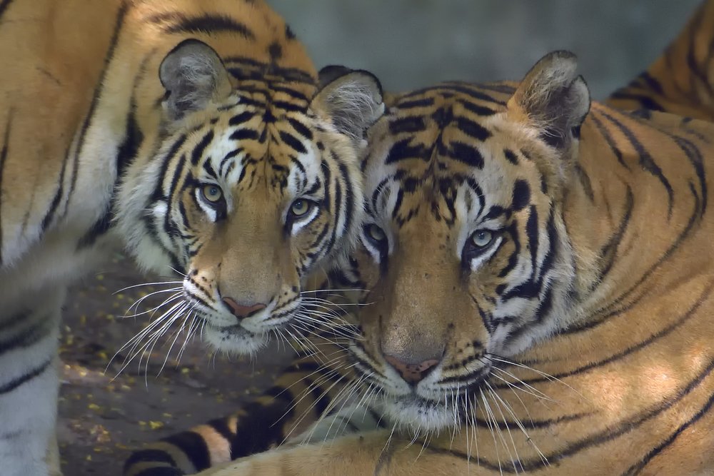 Photograph by RITESH KHABIA