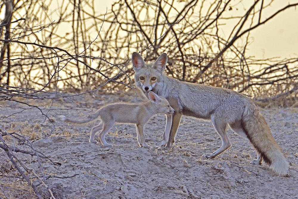 Photograph by RITESH KHABIA