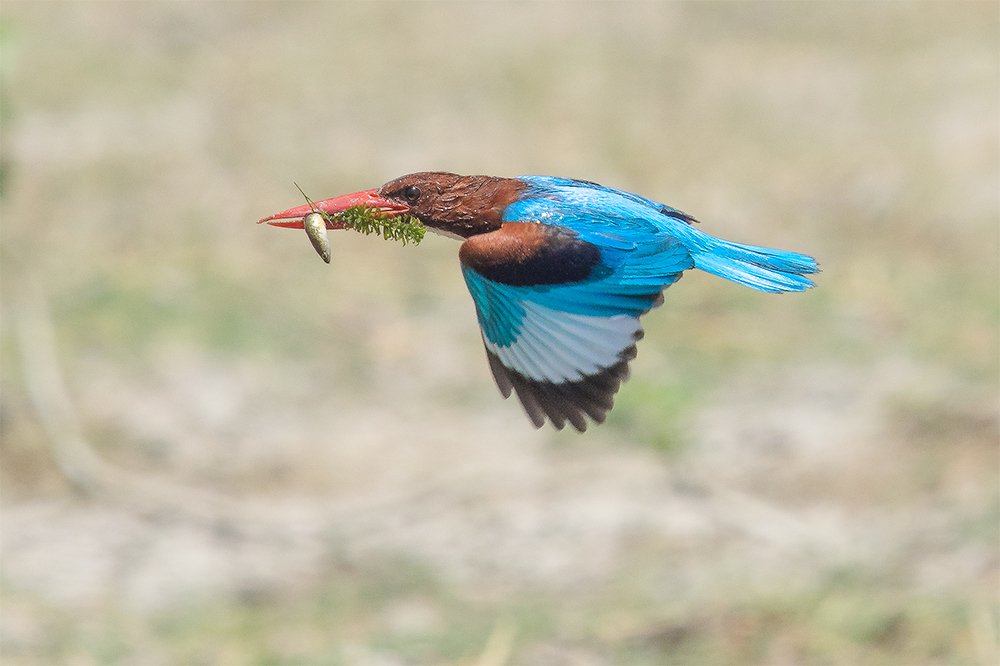 Kingfisher with Kill