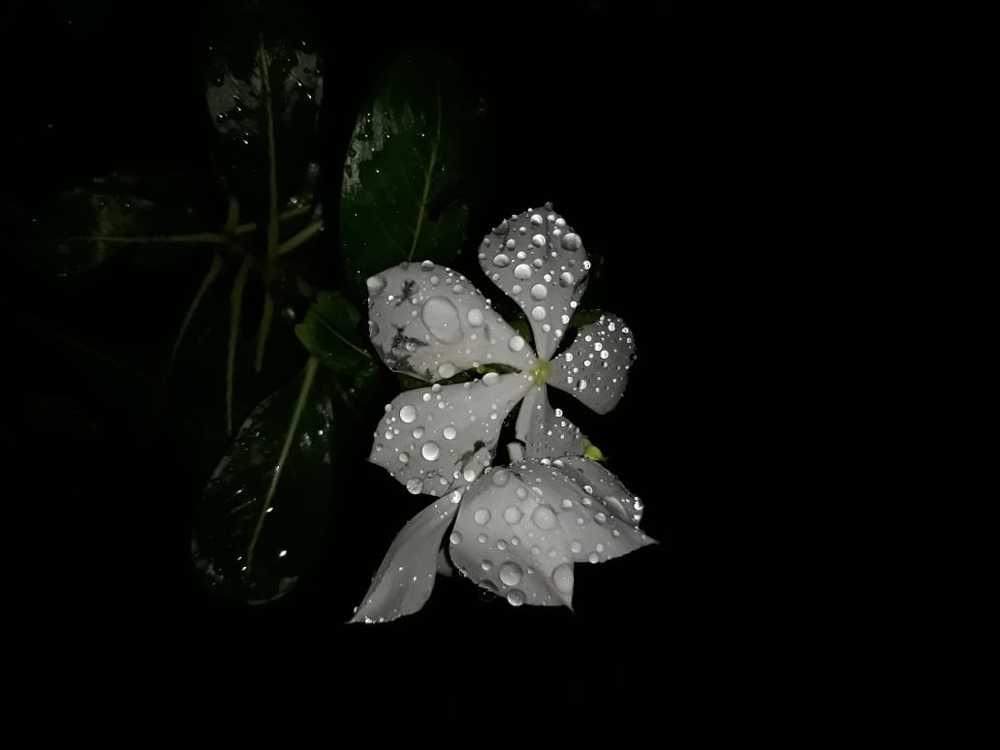 Photograph by Vipin verma