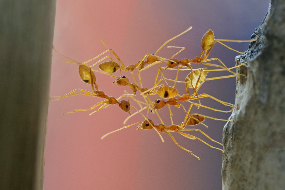 Co action bridge by ants