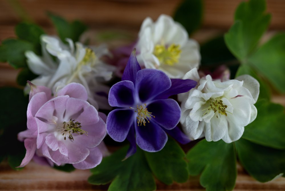 Photograph by Галина Павлова