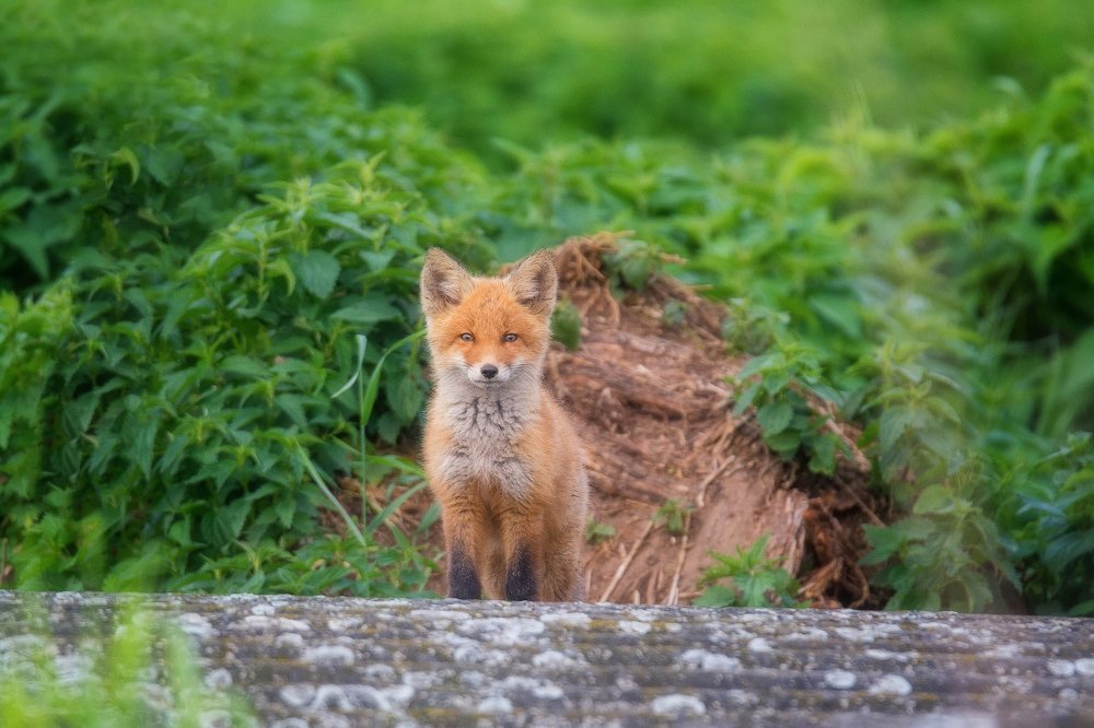 Photograph by Устюжанин Михаил