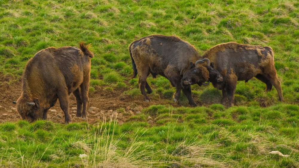 Photograph by Вадим ZUBR Малышев