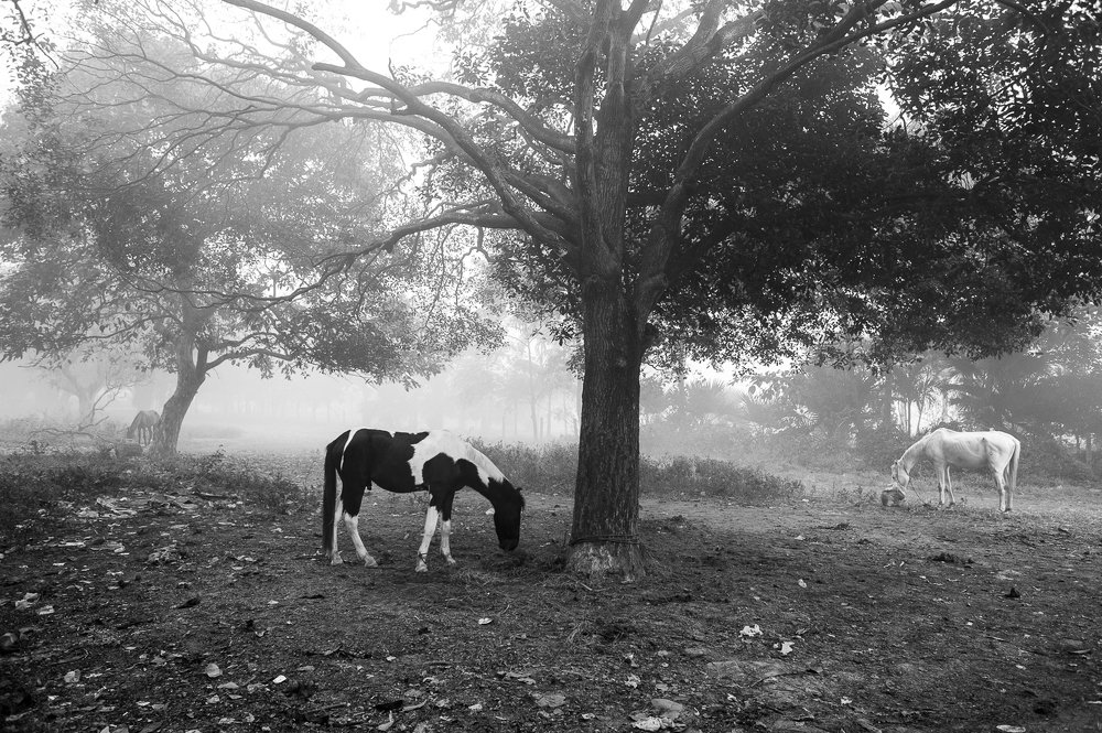 Photograph by Sanjoy Sengupta