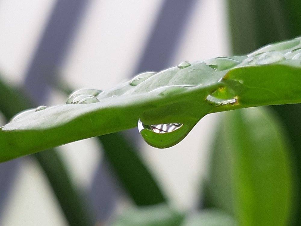 Photograph by Dina Gumanty